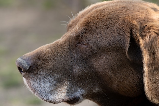 Bruine schattige labrador retriever in de tuin