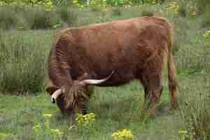 Gratis foto bruine stier graast in de groene velden