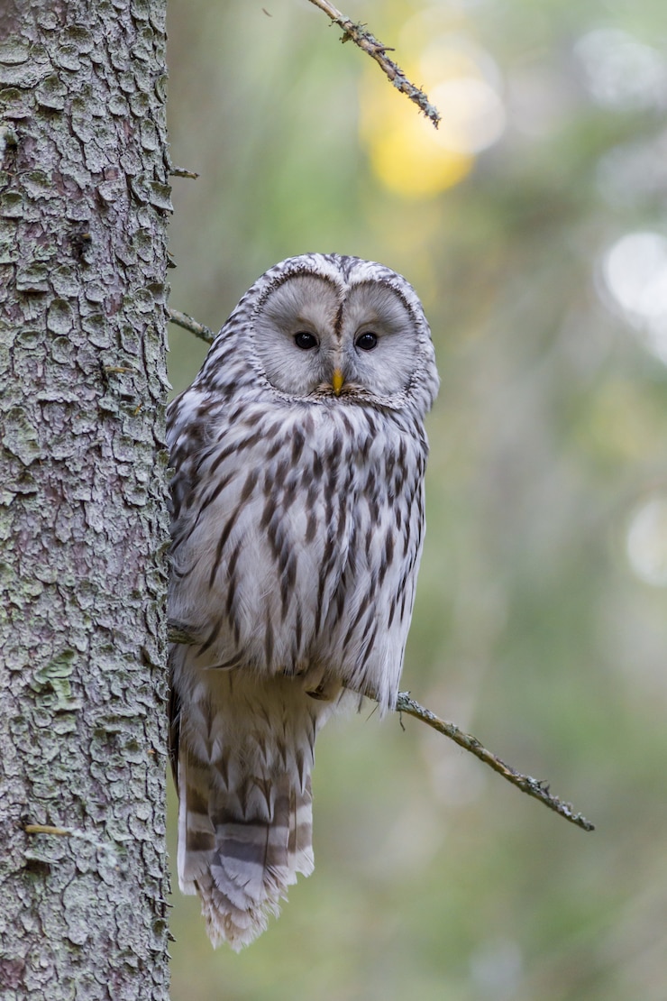 Gratis Foto bruine uil op boomtak