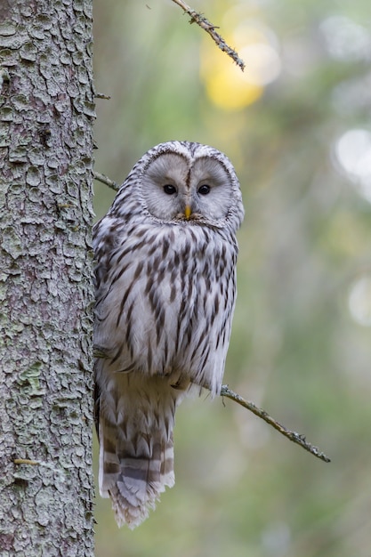 Bruine uil op boomtak