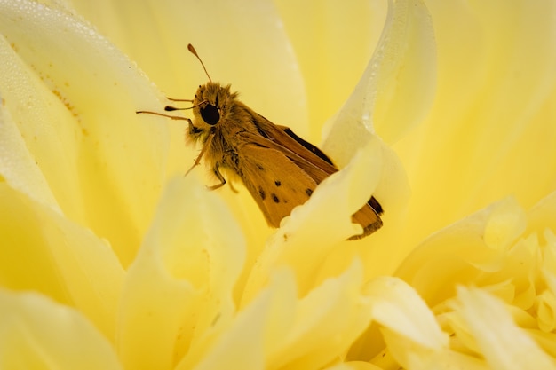 Bruine vlinder op gele bloem