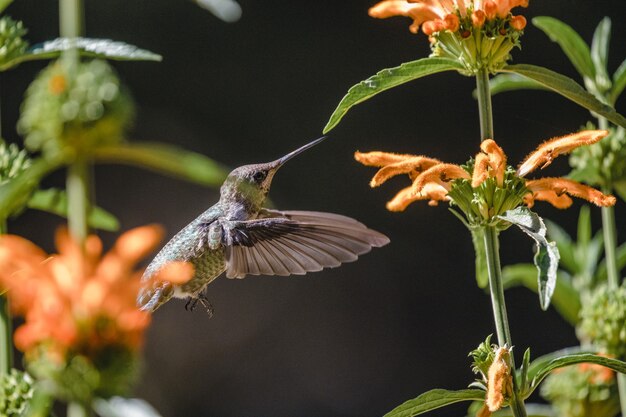 Bruine zoemende vogel die over oranje bloemen vliegt