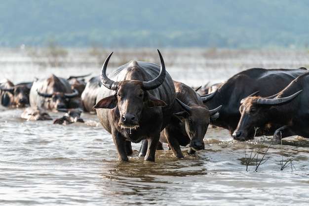 Buffelsgroep in een rivier
