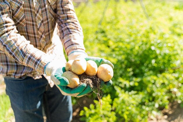 Buik van boer die biologische aardappelen vasthoudt terwijl hij op een zonnige dag op de boerderij staat