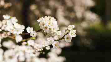 Gratis foto buiten bloemen