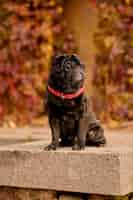 Gratis foto buldog. een schattige zwarte buldog met een rode hondenhalsband