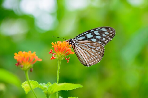 Butterfly zat op een bloem