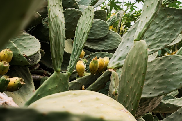 Gratis foto cactus achtergrond gele bloem