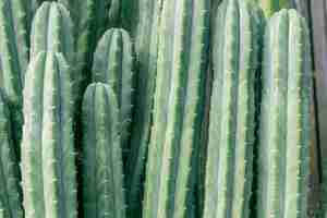 Gratis foto cactus close-up