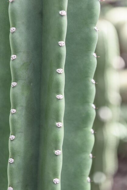 Cactus close-up