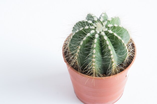 Cactus geïsoleerd op een witte achtergrond met kopie ruimte