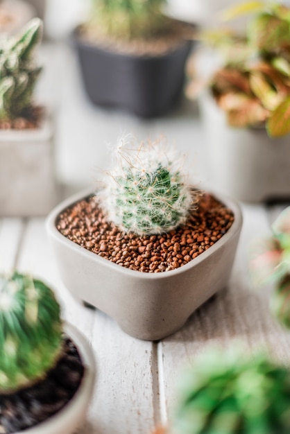 Cactus Groeiende Plantkunde Natuur Milieu Doorn Concept