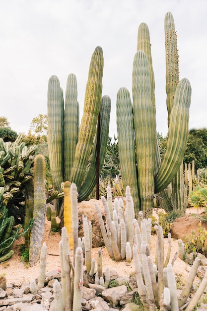 Gratis foto cactus groeit op veld