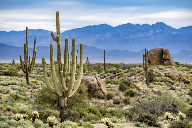 Cactus in de woestijn