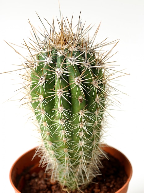 Cactus in een pot