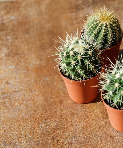 Cactus in een pot