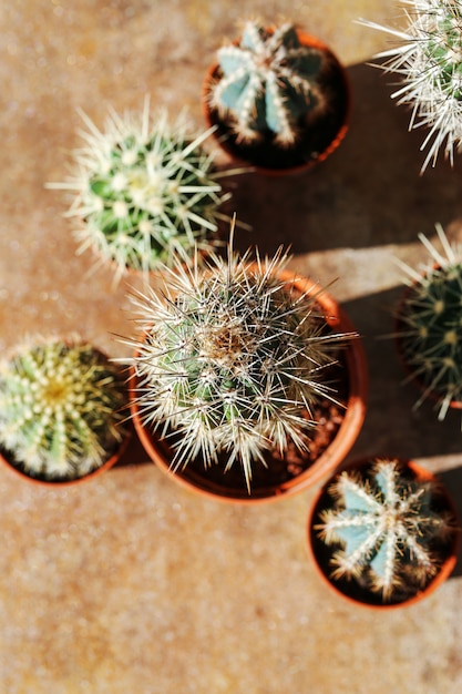 Cactus in een pot