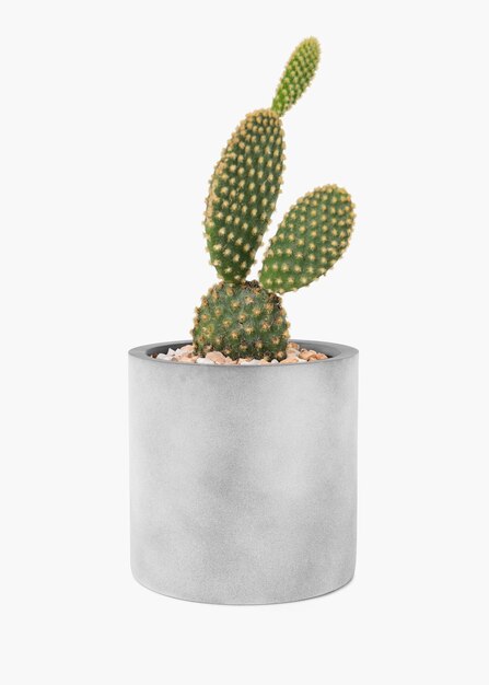 Cactus met konijnenoren in een grijze pot