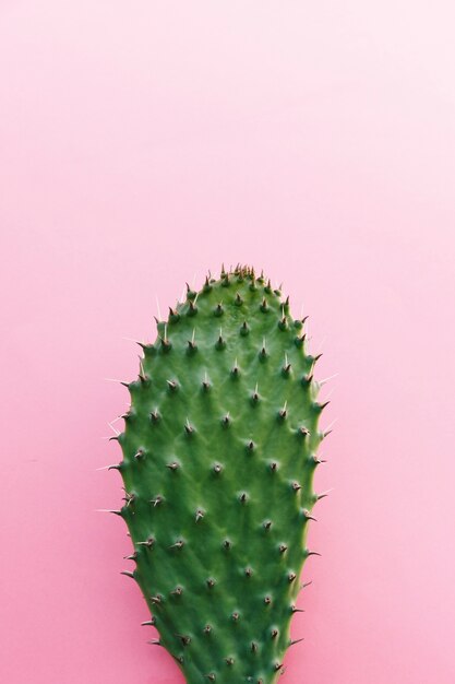 Cactus met veel doornen op gekleurde achtergrond