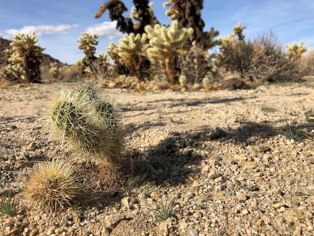 Cactus op de droge grond van het Joshua Tree National Park, VS.