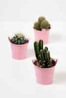 Gratis foto cactus planten arrangement stilleven