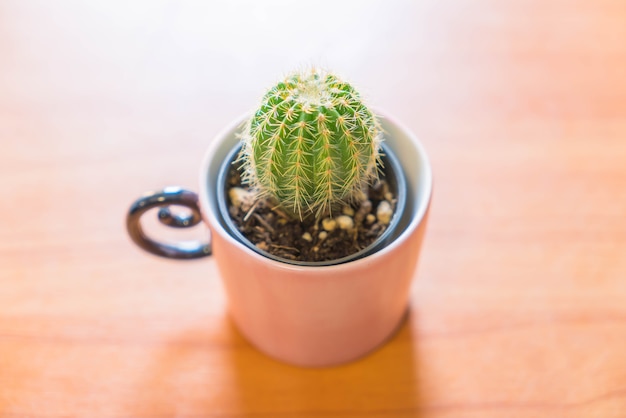 Gratis foto cactus