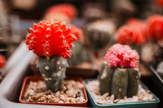 Gratis foto cactus