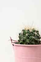 Gratis foto cactusplant in studiostilleven