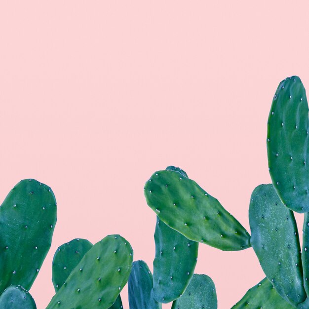 Cactusrand op roze achtergrond