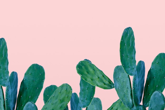 Cactusrand op roze achtergrond