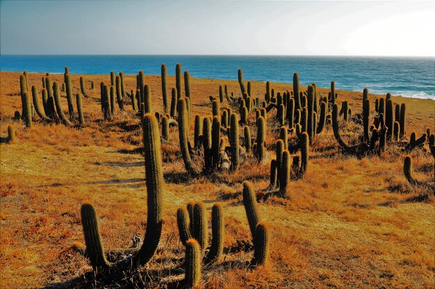 Gratis foto cactussen dichtbij het strand