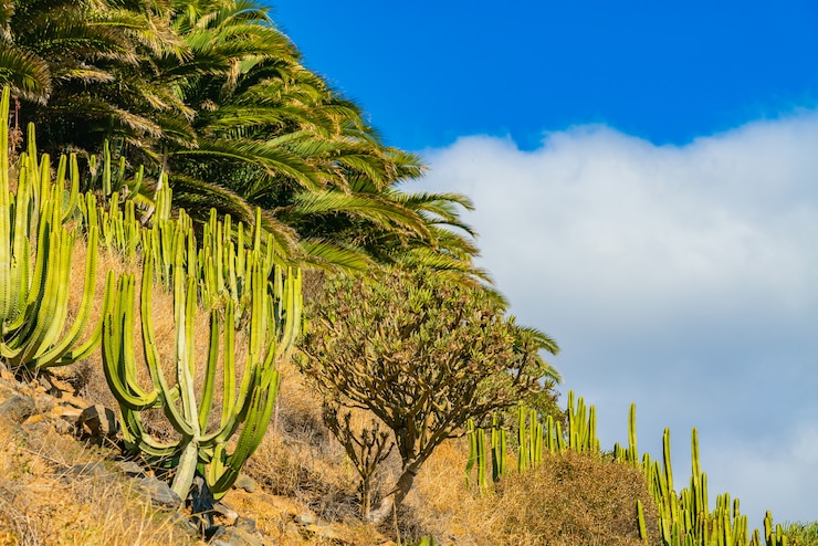 Gratis Foto cactussen en palmbomen op de heuvel tegen blauwe hemel met wolken. tenerife, spanje