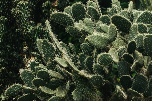 Cactusvijg met zijn stekels