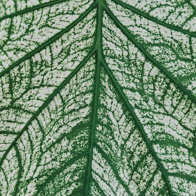 Calathea blad achtergrond close-up