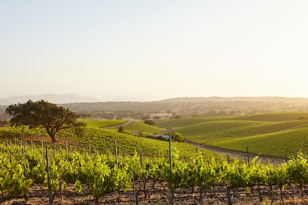 Californië wijngaarden in Santa Barbara