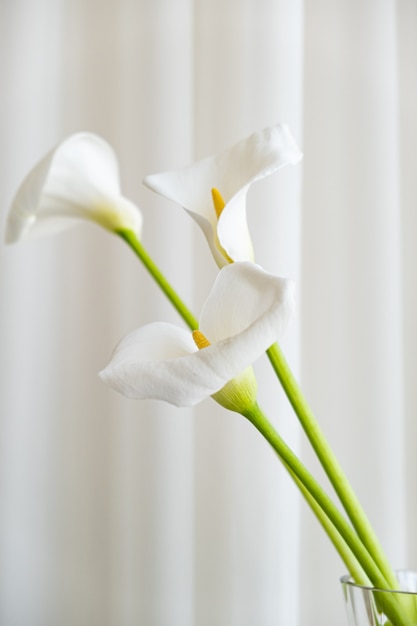 Gratis foto calla lelieplant bloeit op een witte stoffenachtergrond.