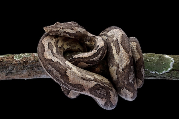 Candoia grond boa slang Candoia carinata close-up hoofd op zwarte achtergrond