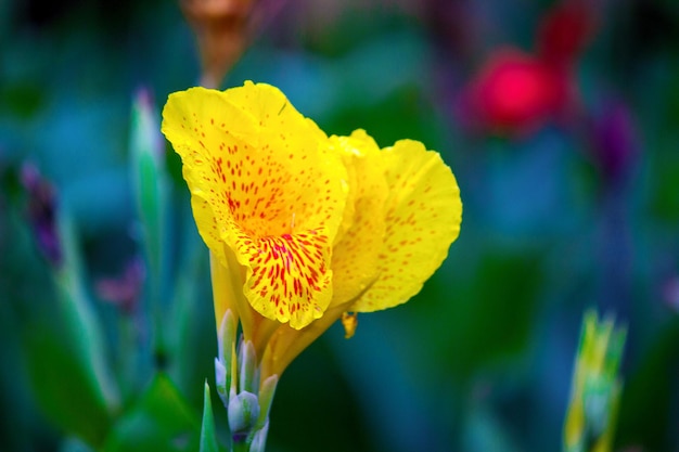 Canna indica bloem of indian shoot in de tuin met een mooie zachte mooie achtergrond Premium Foto