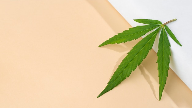 Cannabis blad samenstelling close-up