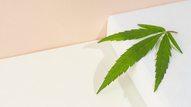 Cannabis blad samenstelling close-up