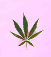 Gratis foto cannabis bladplant
