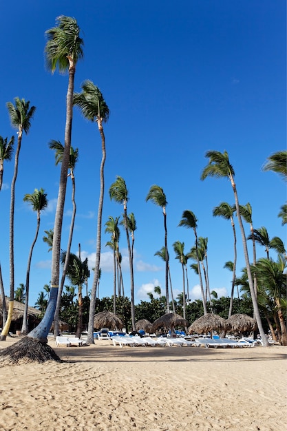 Caraïbisch strand met palmbomen en blauwe hemel