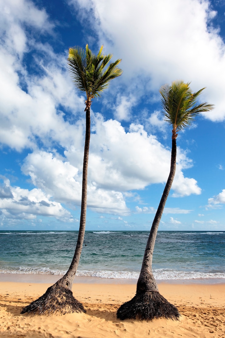 Gratis Foto caraïbisch strand met palmbomen en blauwe hemel