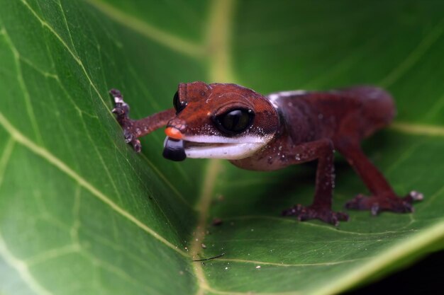 Cat eye gekko close-up op bladeren