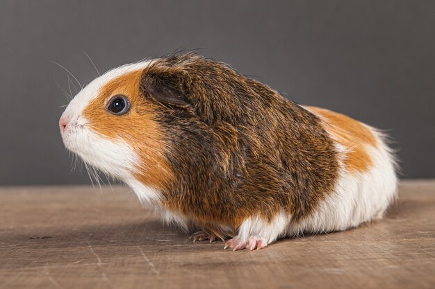 Cavia op houten tafel