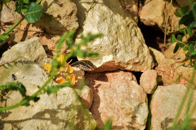 Chalcides ocellatus piekt vanuit zijn nest in de rotsen op het Maltese platteland