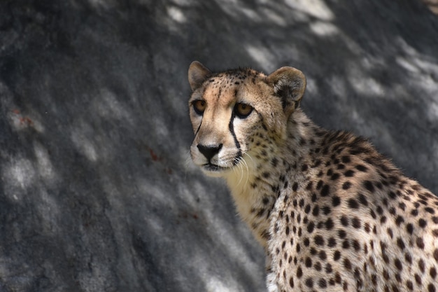 Cheetah met bruine ogen die in de verte kijken.