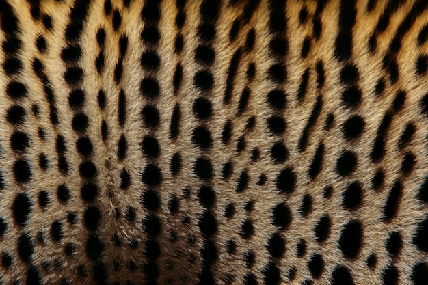 Gratis foto cheetah patroon bont textuur