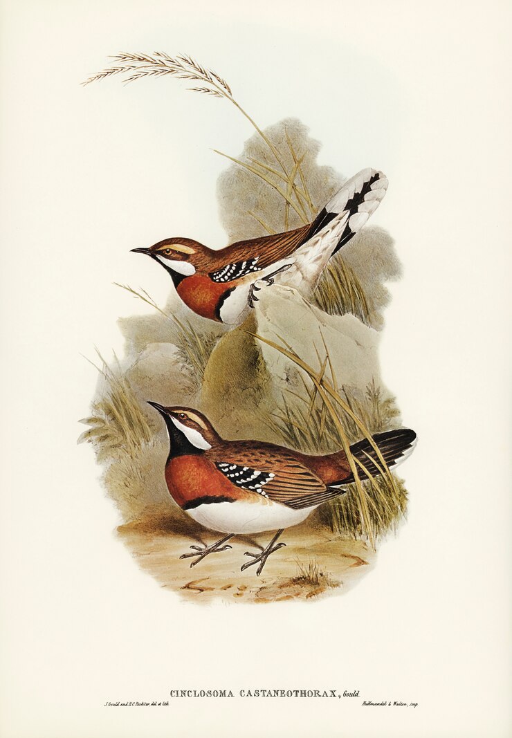Gratis Foto chestnut-breasted ground-thrush (cinclosoma castaneothorax) 
