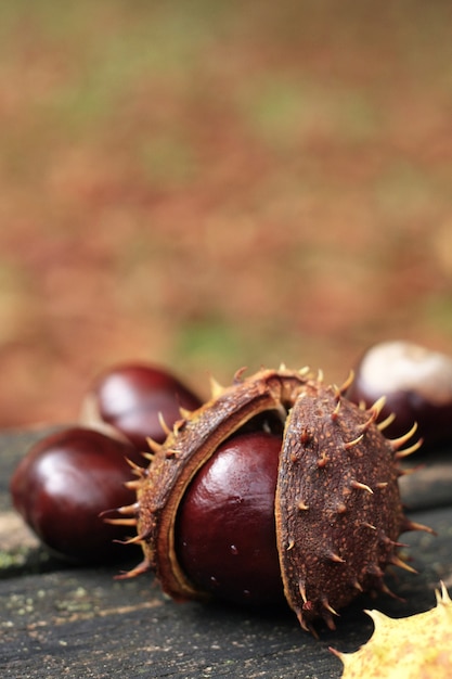 Chestnut die uit zijn schelp